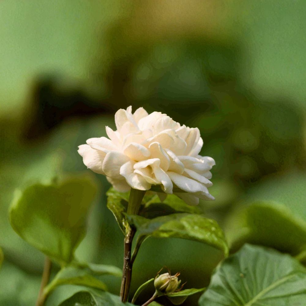 Little Duke Jasmine Plant – Jasminum sambac Live 8–12 Inch Pot | Cold Tolerant Arabian Jasmine with Fragrant Double Blooms