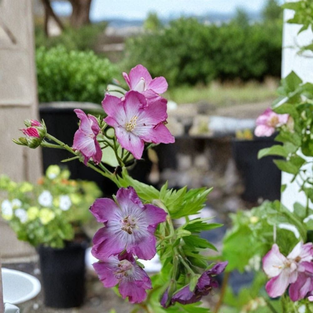 Mottisfont Rose Geranium Seeds – Pelargonium Flower Seeds | 25+ Seeds for Vibrant Garden Blooms