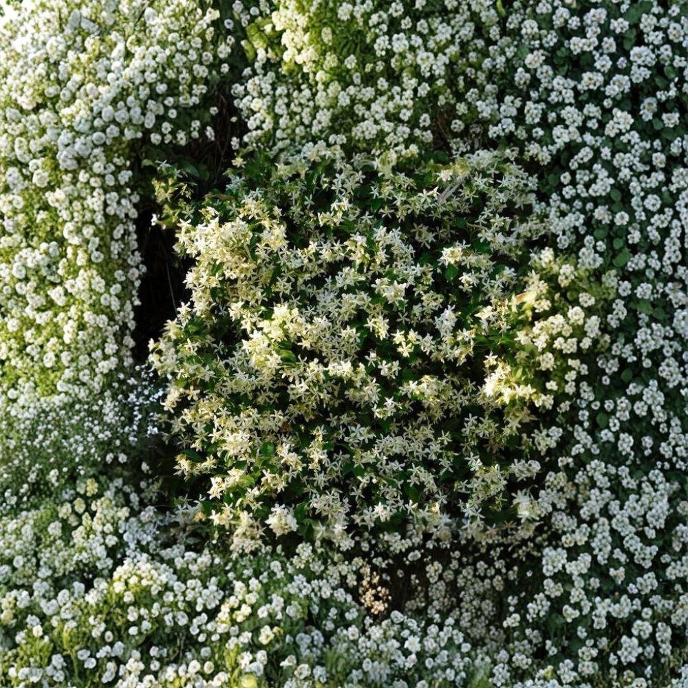 Cold Hardy Star Jasmine Plant 'Madison' – Fragrant Evergreen Vine, USDA Zone 7 Hardy, 4-8 Inch Starter