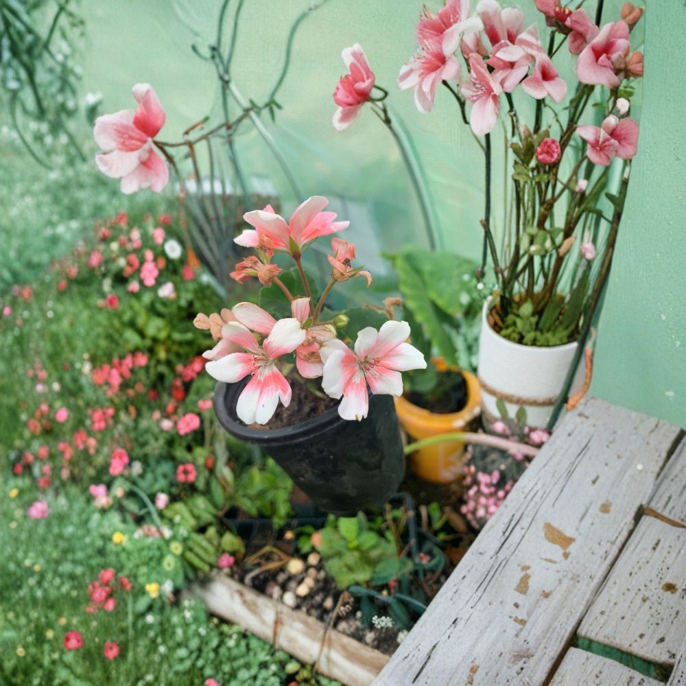 Savannah Light Salmon Geranium – Pelargonium Zonale Live Plant | 1 Well Rooted Plant
