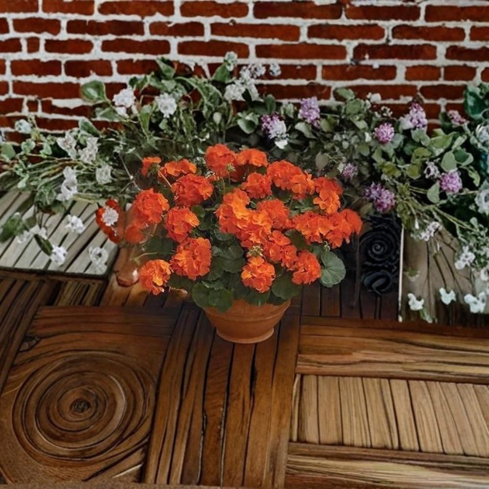 Geranium Maverick Orange Pelargonium Seeds | 1,000 Solar Orange Blooms | Robust & Compact Garden Geranium