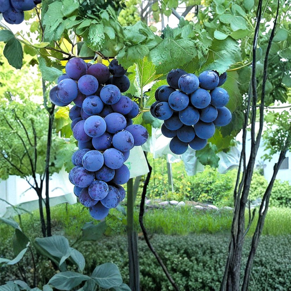 Kyoho Grape Plant – Vitis vinifera Live Vine with Sweet Large Purple Fruit | US Seller