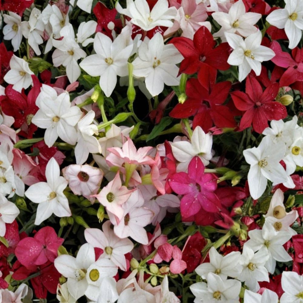 Nicotiana Sensation Mix Seeds – 1000 Pack of Jasmine Tobacco Fragrant Flowers, Mixed Colors, Night Scented, Non-GMO