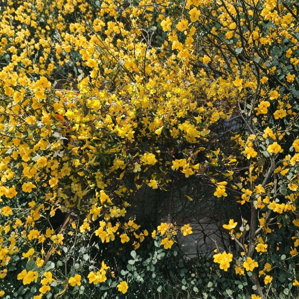 Carolina Yellow Jasmine Live Starter Vines - 15 Rooted Gelsemium sempervirens Plants, 8-10 Inches Tall, Climbing Flowering Vine