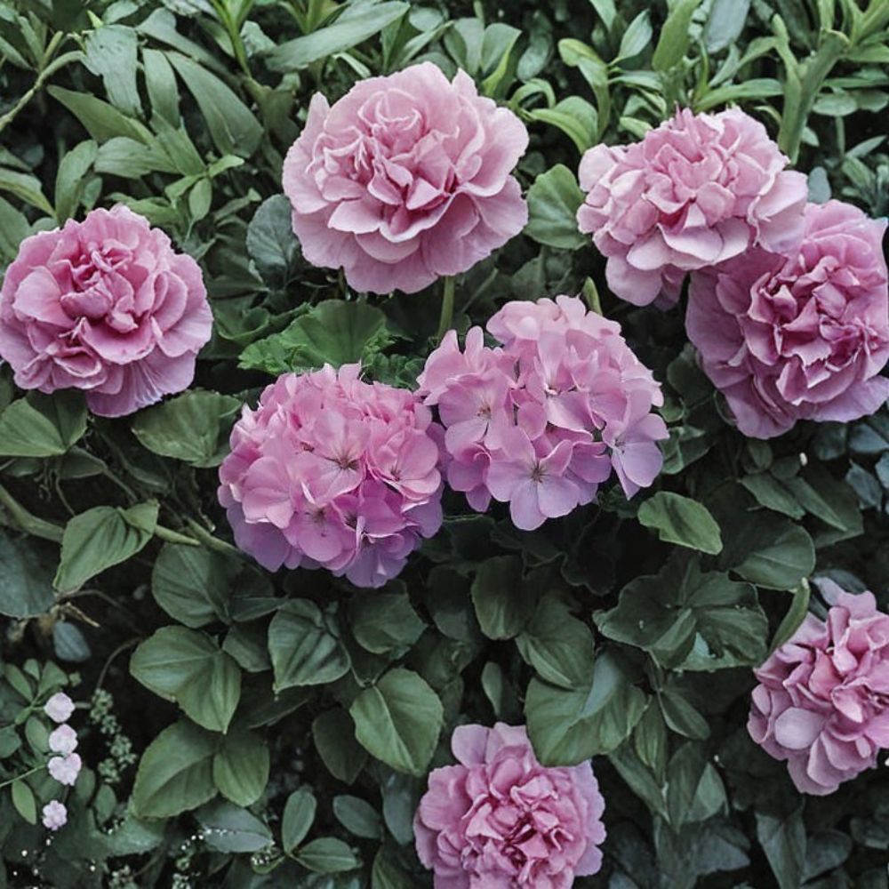 Maverick Quicksilver Geranium Seeds – 100 Pelargonium Seeds with Silvery Lavender Flowers
