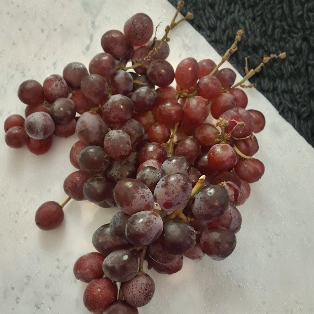 Vanessa Red Seedless Grape Vine - 1 Gallon Live Plant | Seedless Red Grapes, Self-Fertile