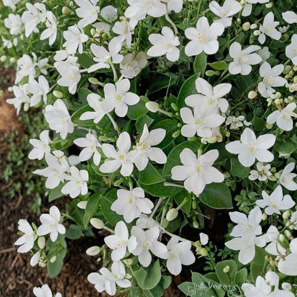 Asian Snow Jasmine Wrightia antidysenterica Live Starter Plant 2-8 Inch Fragrant Tropical Houseplant