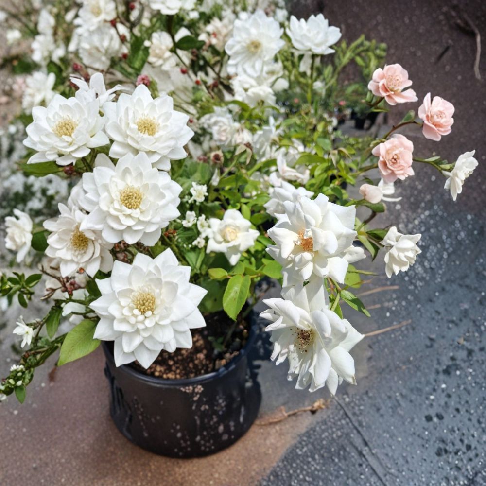 Iceberg Floribunda Rose Live Bush Plant | 3 Gallon | Pure White Repeat Blooms