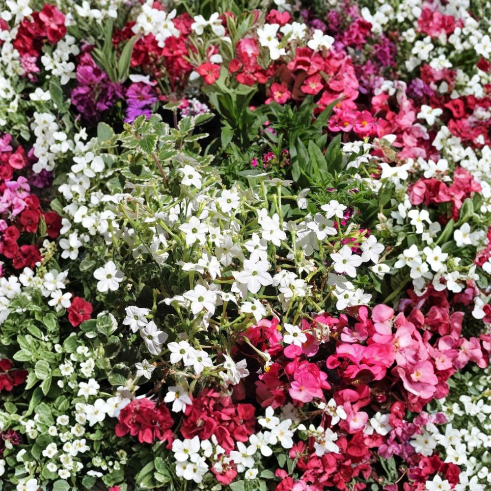 Nicotiana Alata Seeds 500 - White Jasmine Flowering Tobacco, Fragrant Night Blooming, Non-GMO Ornamental Seeds