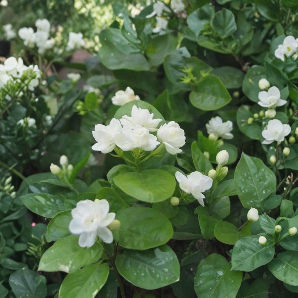 Arabian Jasmine Seeds – Jasminum sambac | 10 Seeds | Fragrant White Flowers for Indoor & Outdoor