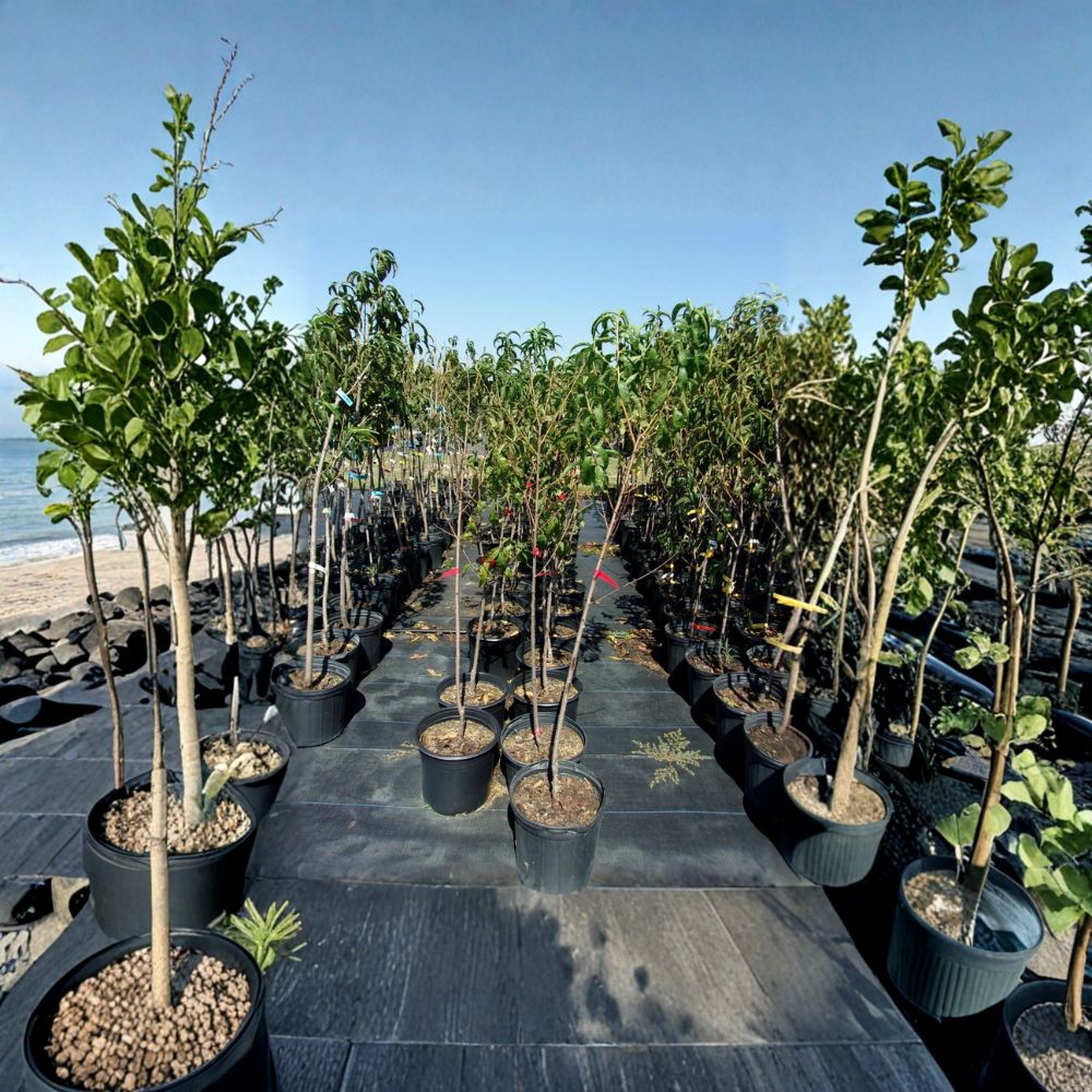 Crimson Snow Nectarine Tree – Prunus persica var. nucipersica | 4–6 Feet Tall Live Fruit Tree