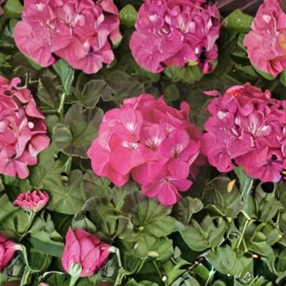 Geranium Pinto Premium Rose Deep Pelargonium Seeds | 1,000 Seeds | Deep Rose Blooms