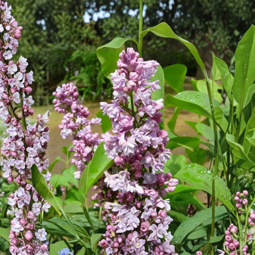 Katherine Havemeyer Lilac - 3 Ft Tall Potted Double Pink French Lilac Shrub with Fragrant Spring Blooms