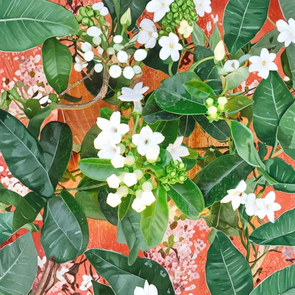 Madagascar Jasmine Seeds – 50 Stephanotis floribunda Seeds for Fragrant Tropical Climbing Vine