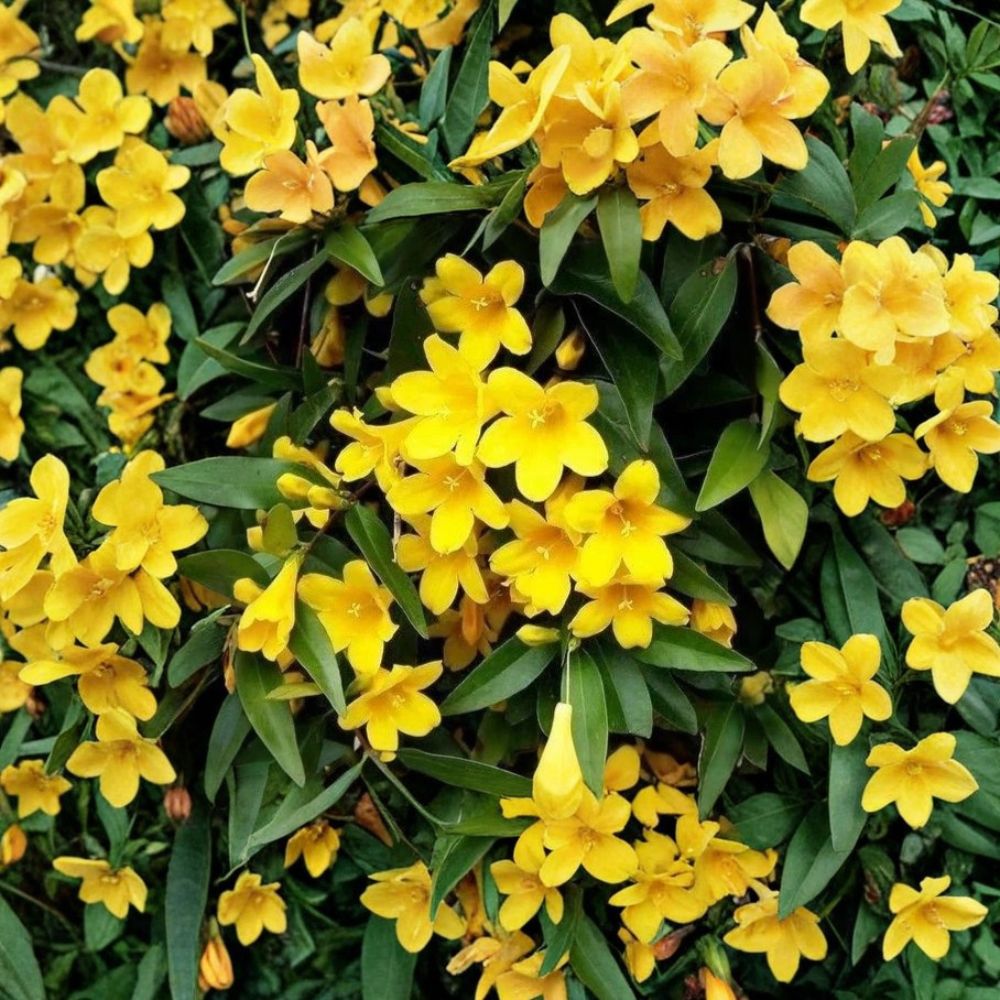 Carolina Jasmine Seeds – Gelsemium sempervirens | 25 Seeds | Fragrant Yellow Jessamine Vine