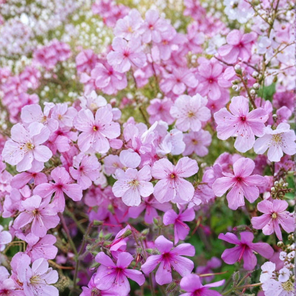 Canary Island Palmatum Geranium Seeds – Pelargonium palmatum Flower Seeds | 25+ Seeds | Patio & Container Friendly