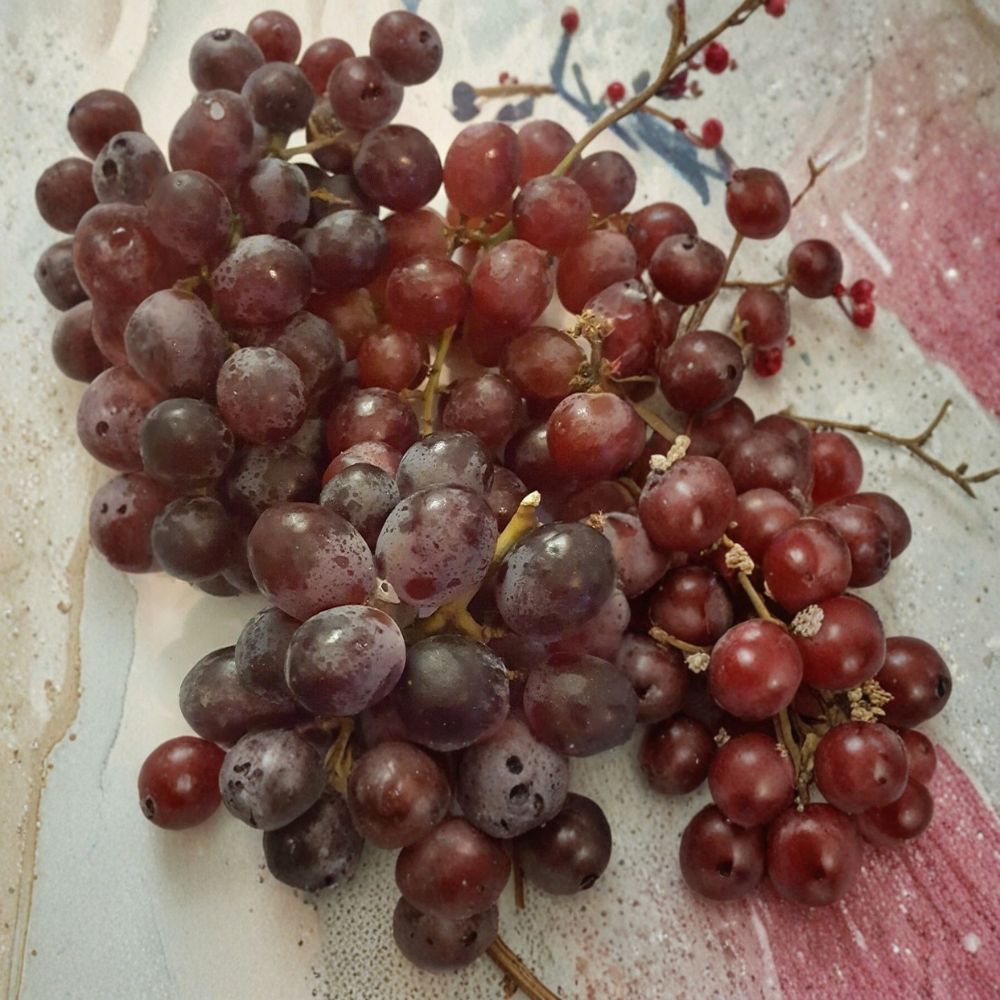 Vanessa Red Seedless Grape Vine – Live 4–6 Ft Tall Self-Fertile Fruit Vine