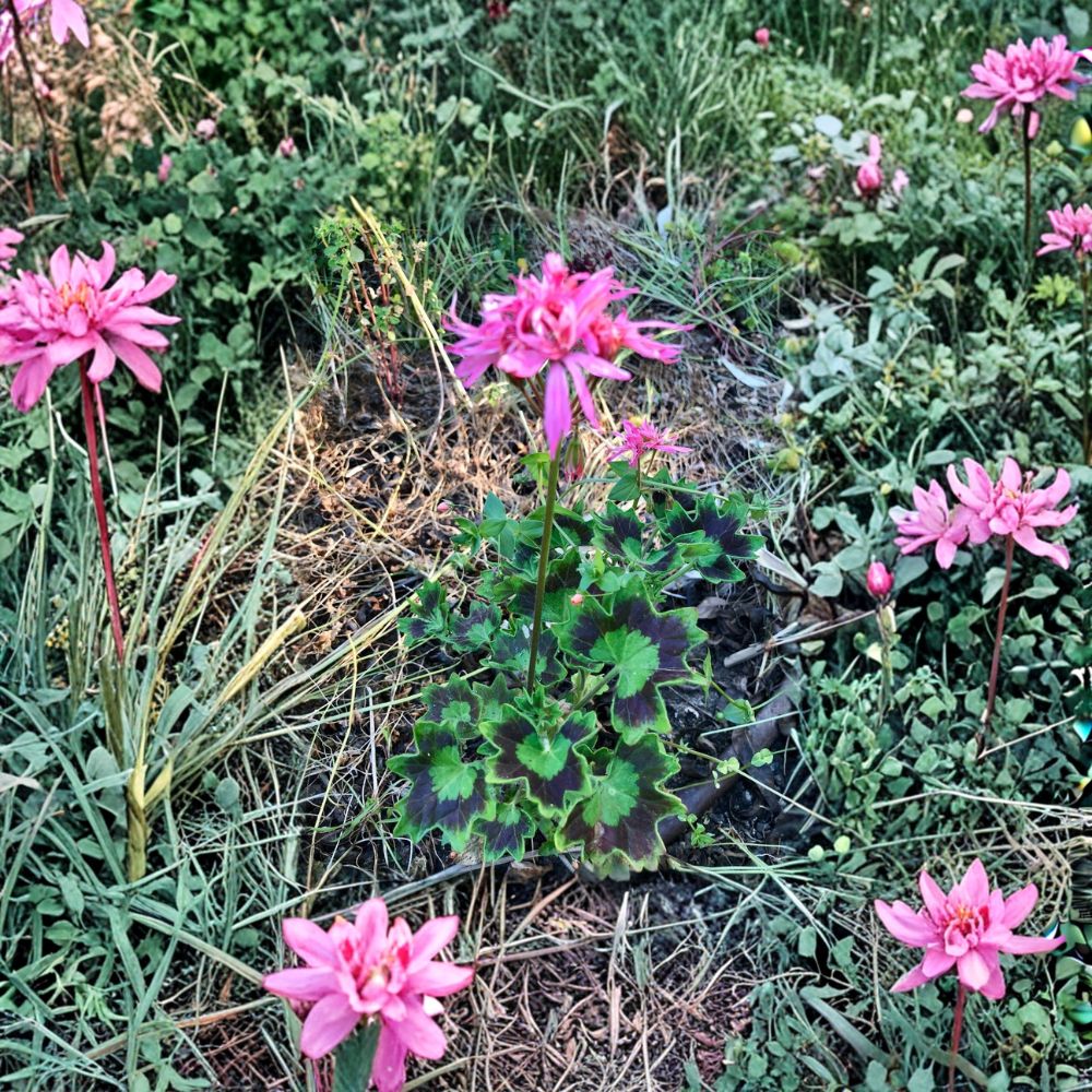 Rare Spiky Pink Pelargonium Geranium Cutting - 6 Inch Live Starter Plant