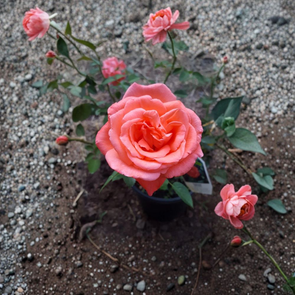 Tropicana Hybrid Tea Rose Live Bush Plant | 5 Gallon Vibrant Orange Rose Shrub
