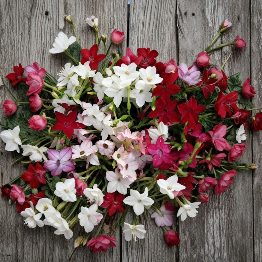 Nicotiana Alata Seeds 1000 Pack – Fragrant Night-Blooming Jasmine Tobacco Mix for Pollinators