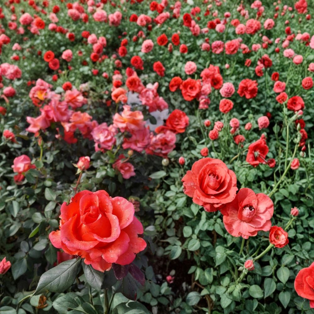Ring of Fire Hybrid Tea Rose Live Bush Plant | 5 Gallon | Vibrant Multicolor Rose