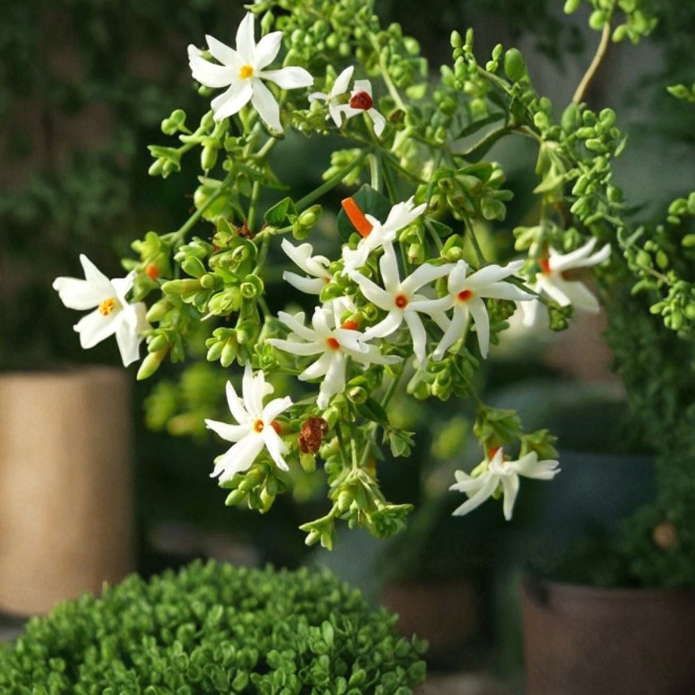 Night Flowering Jasmine Seeds – Nyctanthes arbor-tristis | 5 Seeds Parijat Tree | Fragrant Night Blooming Shrub