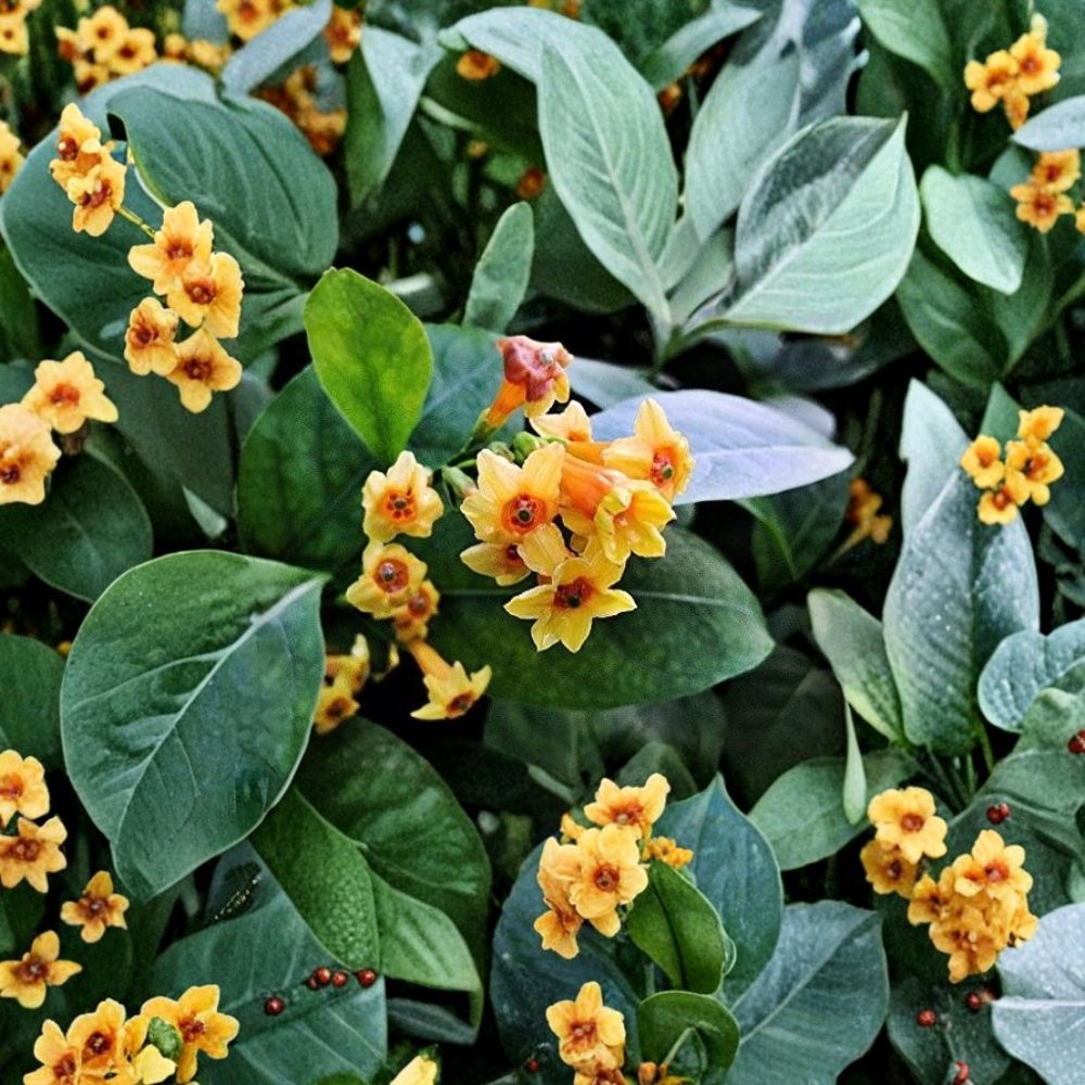 Orange Zest Jasmine Plant – Cestrum aurantiacum Live Starter with Bright Orange Flowers, 6–12 Inches Tall