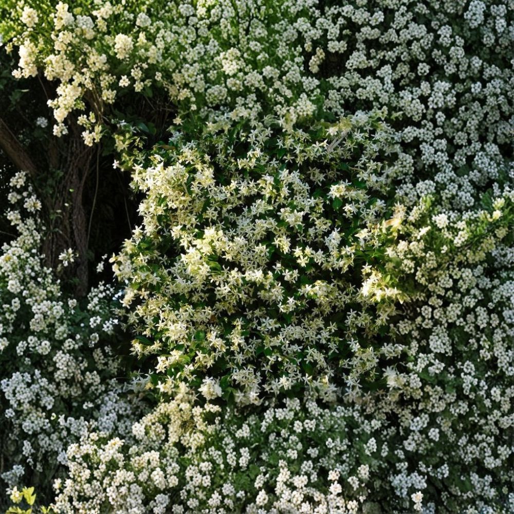 Cold Hardy Confederate Jasmine ‘Madison’ Live Vine – Fragrant Star Jasmine Starter Plant Zone 7