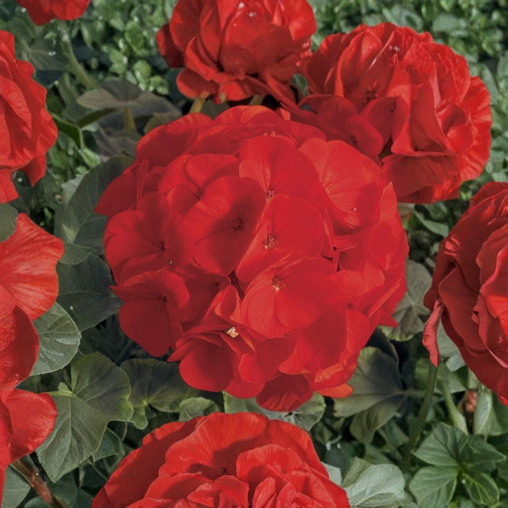 Bullseye Scarlet Geranium Seeds – 15 Premium Pelargonium x hortorum Seeds for Containers & Gardens