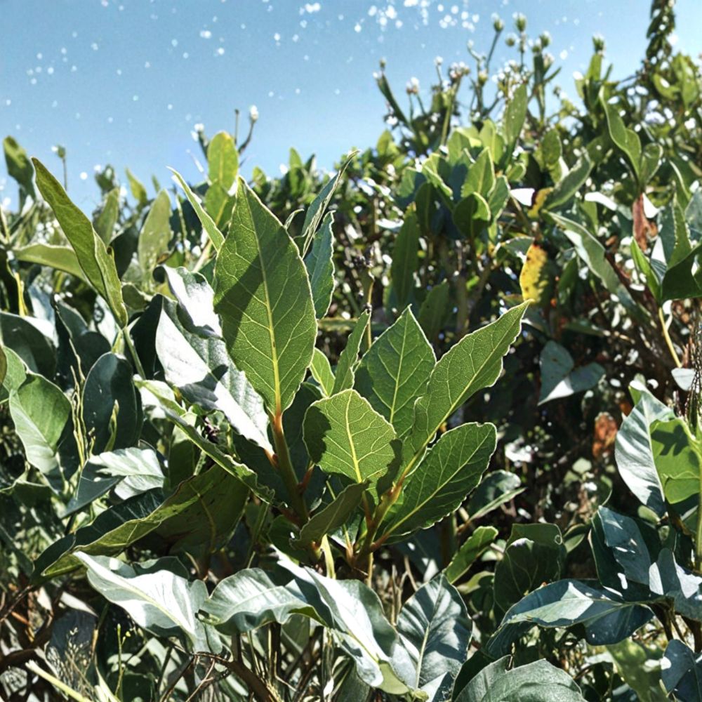 Sweet Bay Laurel Cuttings Set of 5 | 6-8 Inch Unrooted Herb Starts | Laurus nobilis | Fresh DIY Propagation