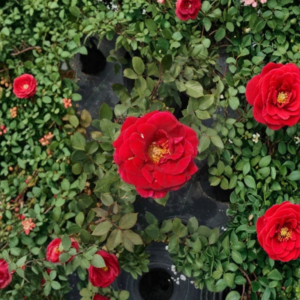 Mr. Lincoln Hybrid Tea Rose - Deep Red Fragrant Rose Bush | 3 Gallon Live Plant