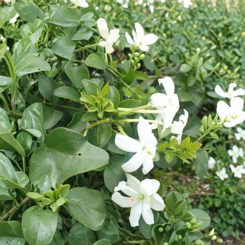 Common Jasmine Jasminum officinale Live Plants Set of 2 | Fragrant Climbing Vine in 3.5 Inch Pots