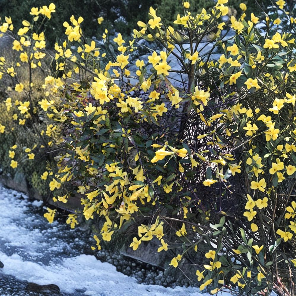 Carolina Jasmine Plant Set of 7 – Gelsemium sempervirens Bare Root Vines, 8–10 Inch Yellow Jessamine Climbing Plants