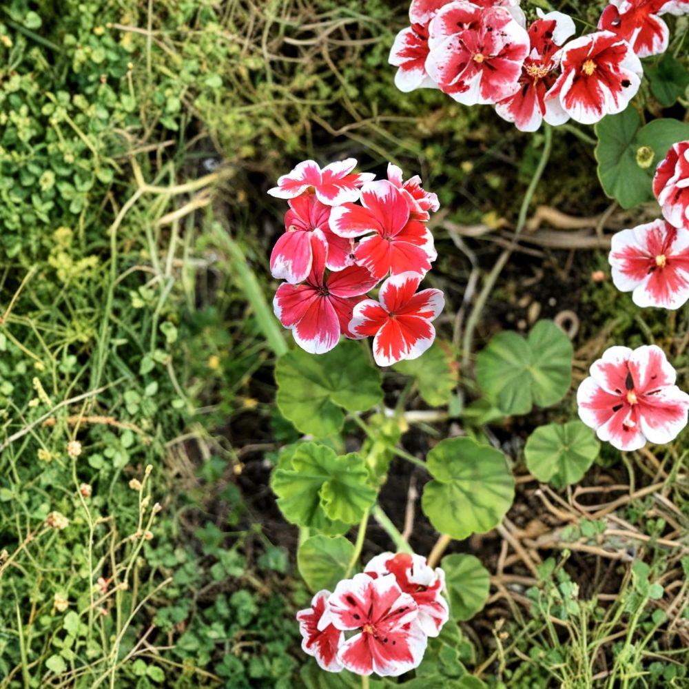 Rare Red & White Zonal Geranium Cutting – Pelargonium Live Starter | 6 Inch Unrooted Plant