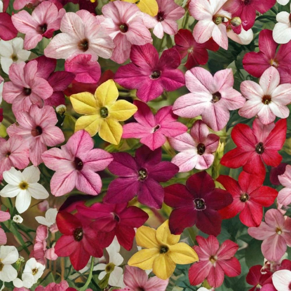 Jasmine Tobacco Seeds Nicotiana alata Sensation Mix – 5,000+ Fragrant Evening Flowers for Garden Beds & Containers