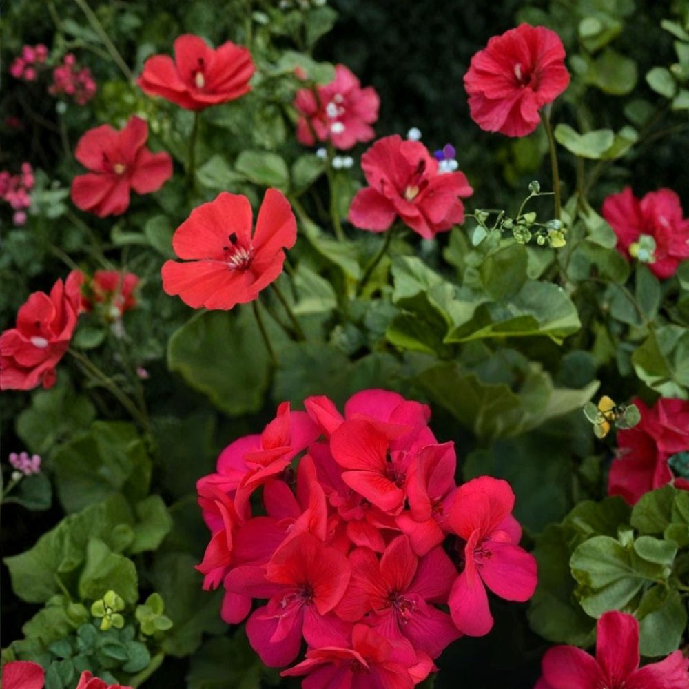 Presto Dark Fuchsia Geranium Seeds – 25+ Premium Flower Seeds for Patio & Balcony