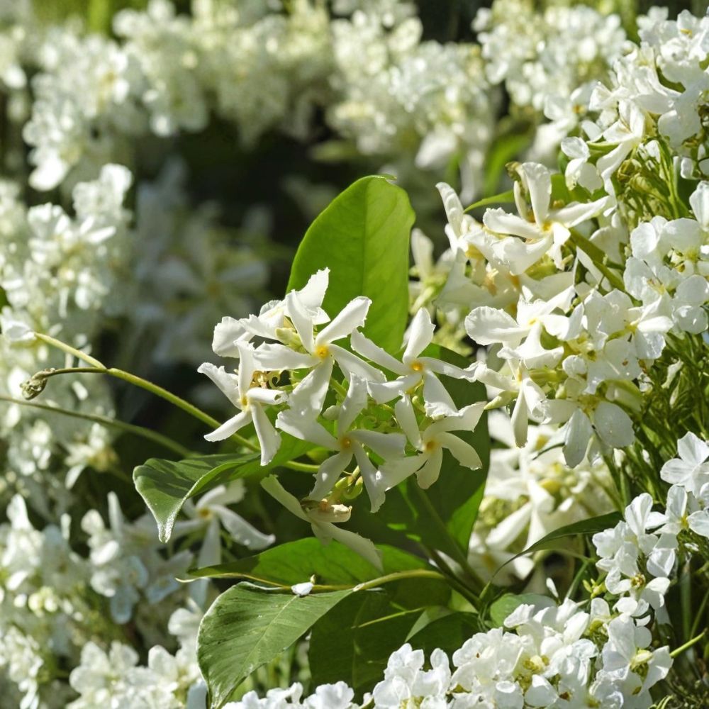 Confederate Star Jasmine Live Plant – Fragrant White Flower Vine, 4–6 Inch Tall, Evergreen Climbing Vine