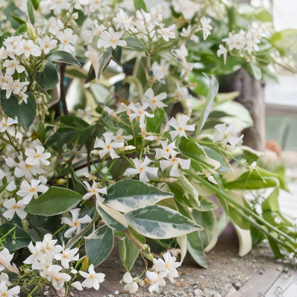 Variegated Confederate Jasmine Live Starter Plant – Fragrant Climbing Vine 2-8 Inches Tall, Indoor & Outdoor