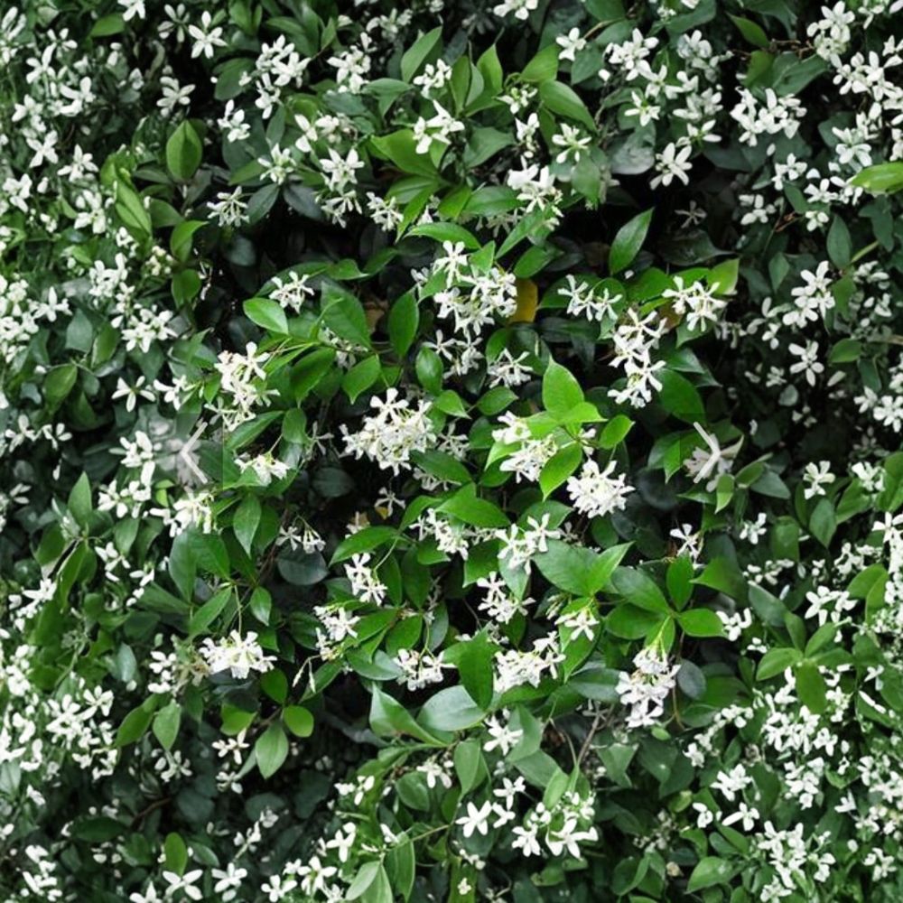 Confederate Jasmine Cuttings – 55 Unrooted 6–12 Inch Trachelospermum jasminoides Vines for Propagation