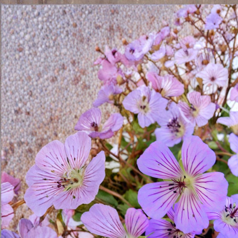 Magical Joy Geranium Seeds – 25+ Premium Pelargonium Flower Seeds for Vibrant Garden Blooms