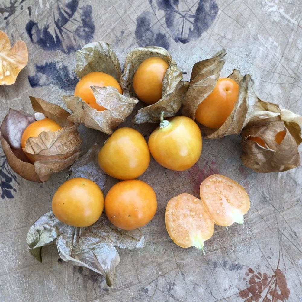 Peruvian Ground Cherry Seeds – Physalis peruviana Organic Non-GMO | 50 Ambrosia Variety Seeds