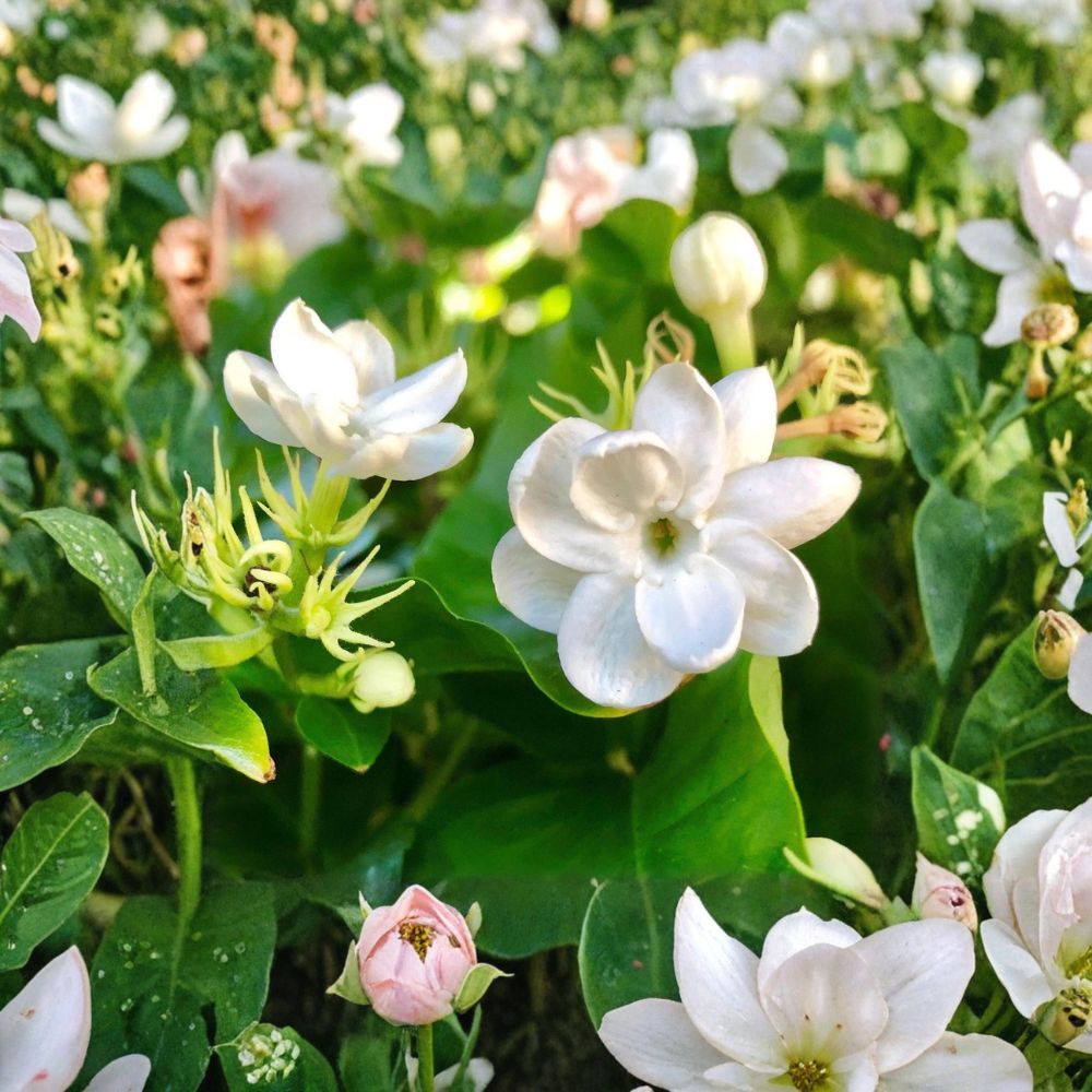 Arabian Jasmine ‘Maid of Orleans’ Live Plant | Fragrant White Blooms | Indoor & Outdoor | Quart Pot