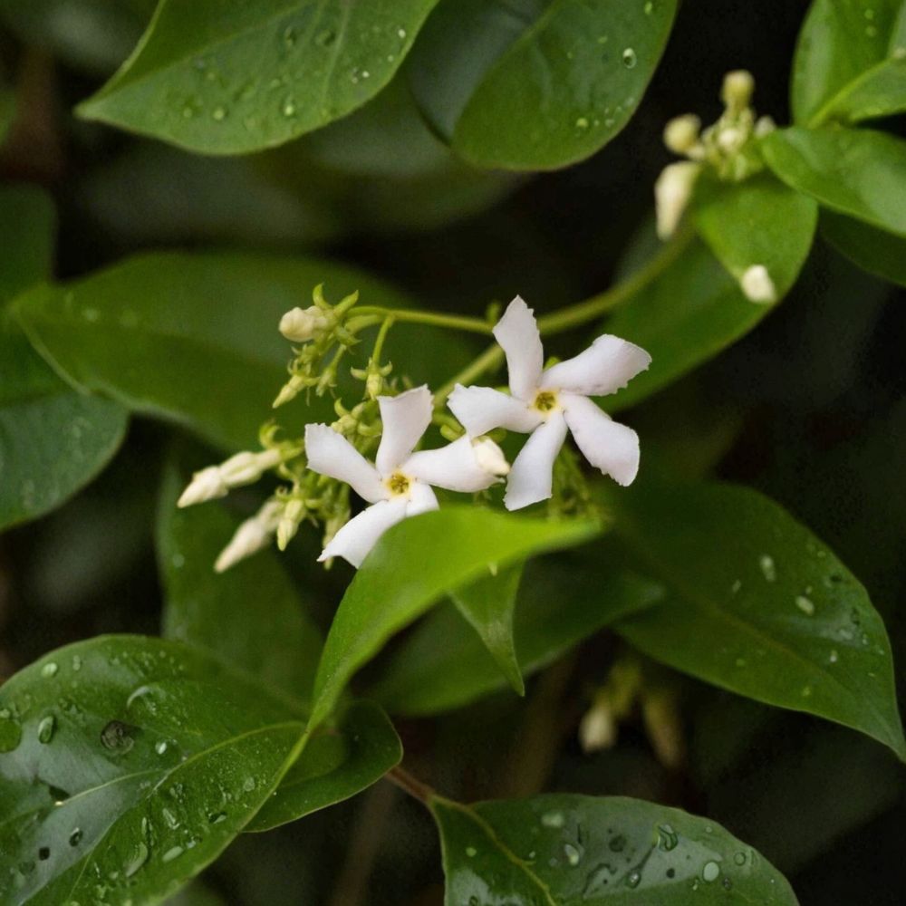 Star Jasmine Cuttings 7 Pack – Trachelospermum jasminoides 6 Inch Unrooted Vines for Propagation
