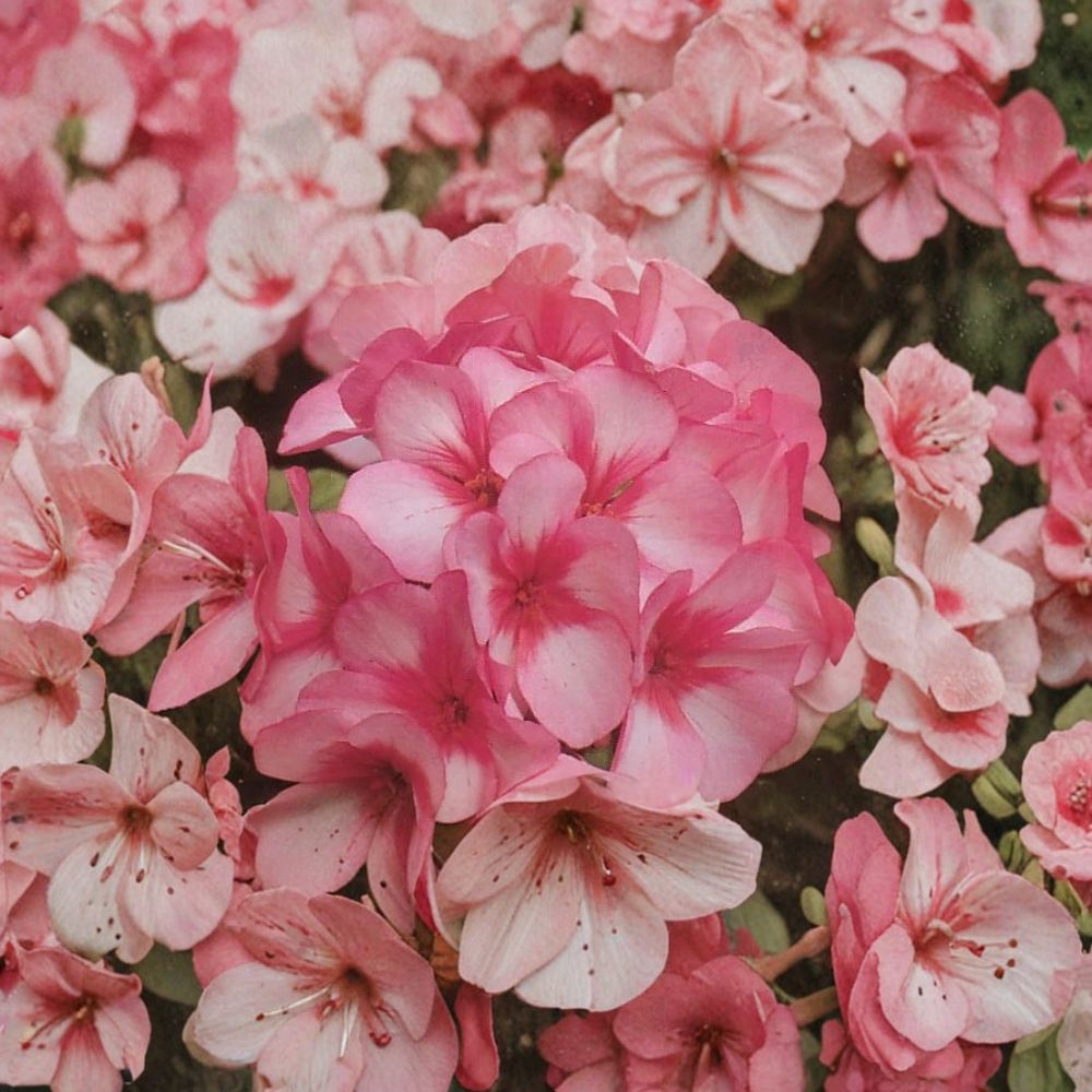 Maverick Star Geranium Seeds – 8 Pink & White Bicolor Annual Flower Seeds for Patio & Container Gardens