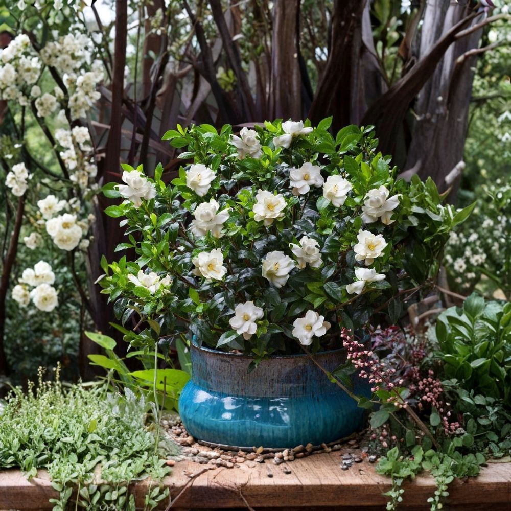Live Jubilation Gardenia Plant – Fragrant Evergreen Shrub with White Blooms in 2.5 Qt Pot