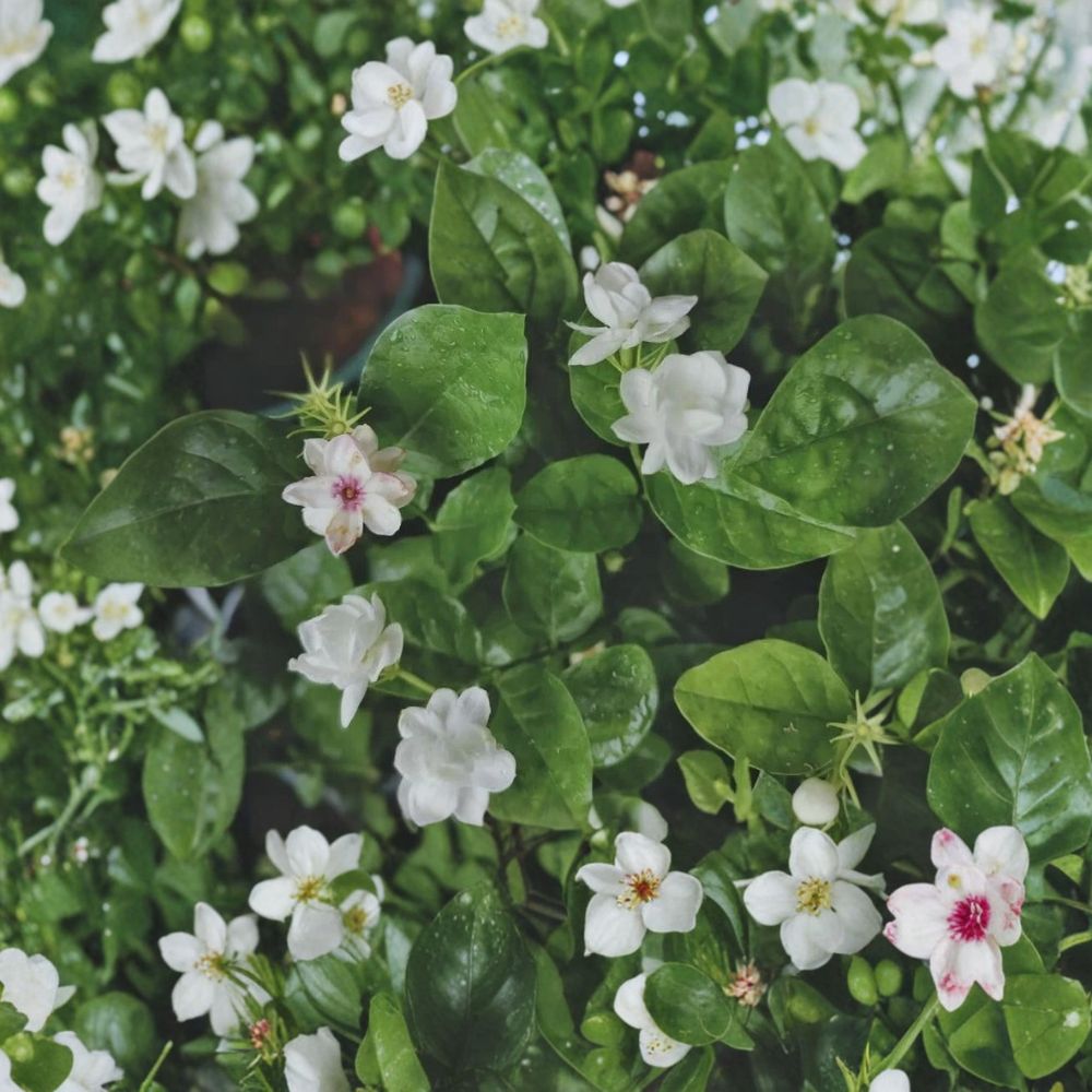 Jasmine Flower Seeds – 12 Pack | Fragrant White Blooms for Indoor & Outdoor Growing