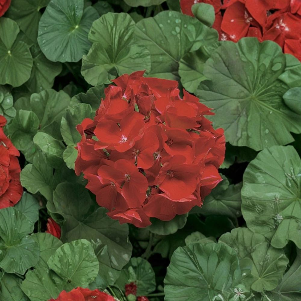 Ringo Deep Scarlet Geranium Seeds – 15 Pelargonium Flower Seeds | Early Blooming Red Geranium