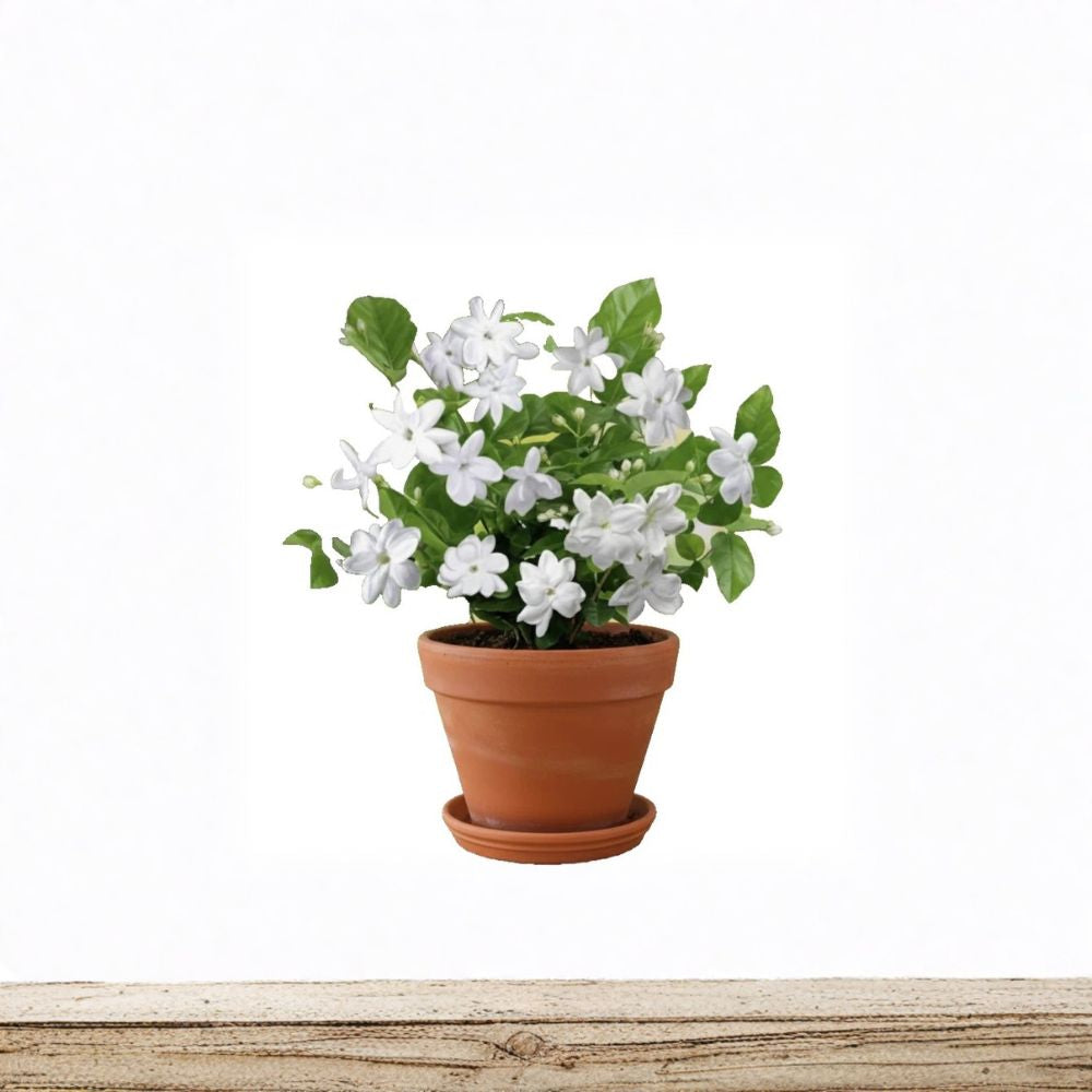 Maid of Orleans Arabian Jasmine Live Plant – Jasminum sambac Rooted Starter with Fragrant White Blooms for Indoor & Patio