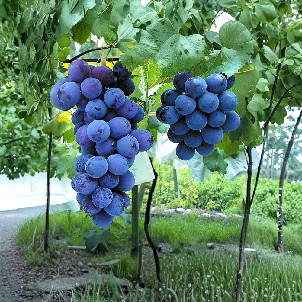 Kyoho Grape Cuttings – 6 Pack Vitis vinifera Japanese Giant Sweet Grapes for DIY Propagation