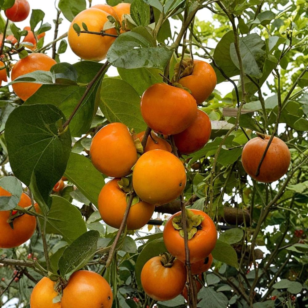 Giant Fuyu Persimmon Tree – Large Sweet Non-Astringent Japanese Persimmon | Self-Fruitful Diospyros kaki